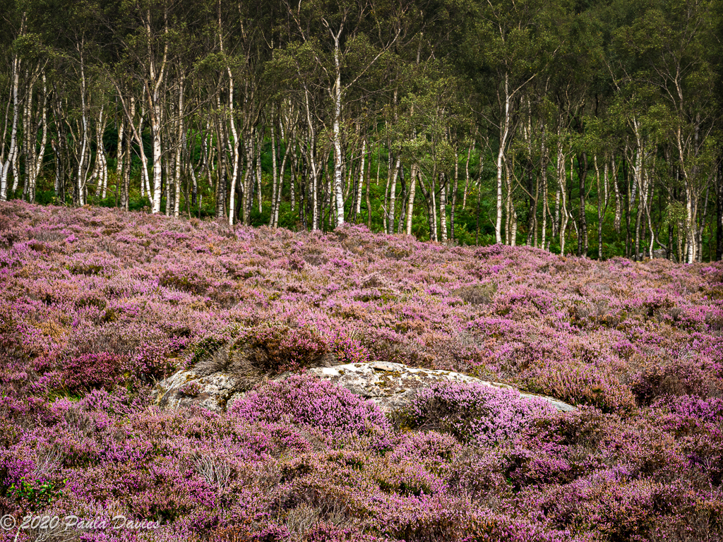 Rock-in-the-Heather